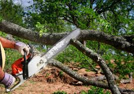 Best Leaf Removal  in Lost Hills, CA