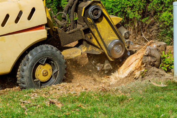 Best Commercial Tree Services  in Lost Hills, CA