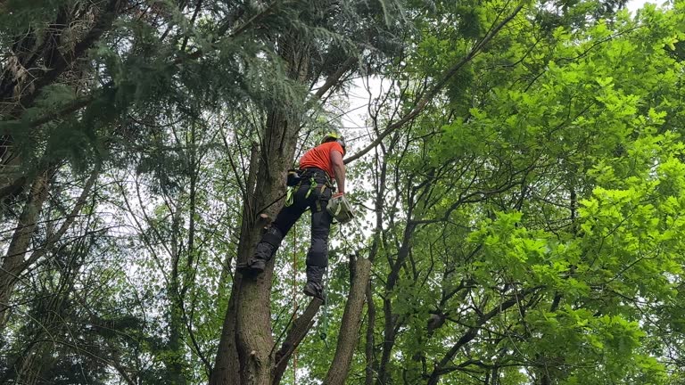 Best Emergency Tree Removal  in Lost Hills, CA