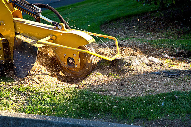 Best Storm Damage Tree Cleanup  in Lost Hills, CA