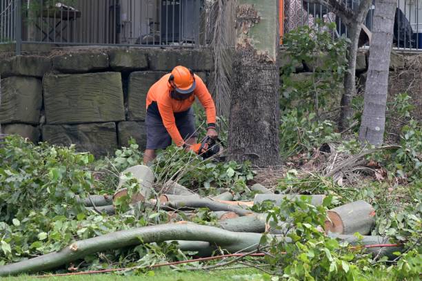 How Our Tree Care Process Works  in  Lost Hills, CA