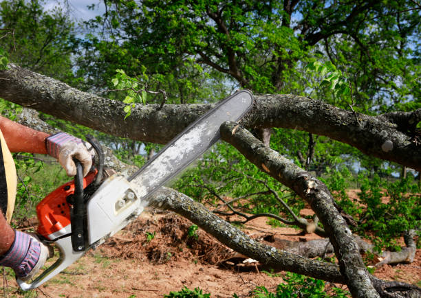 Best Utility Line Clearance  in Lost Hills, CA